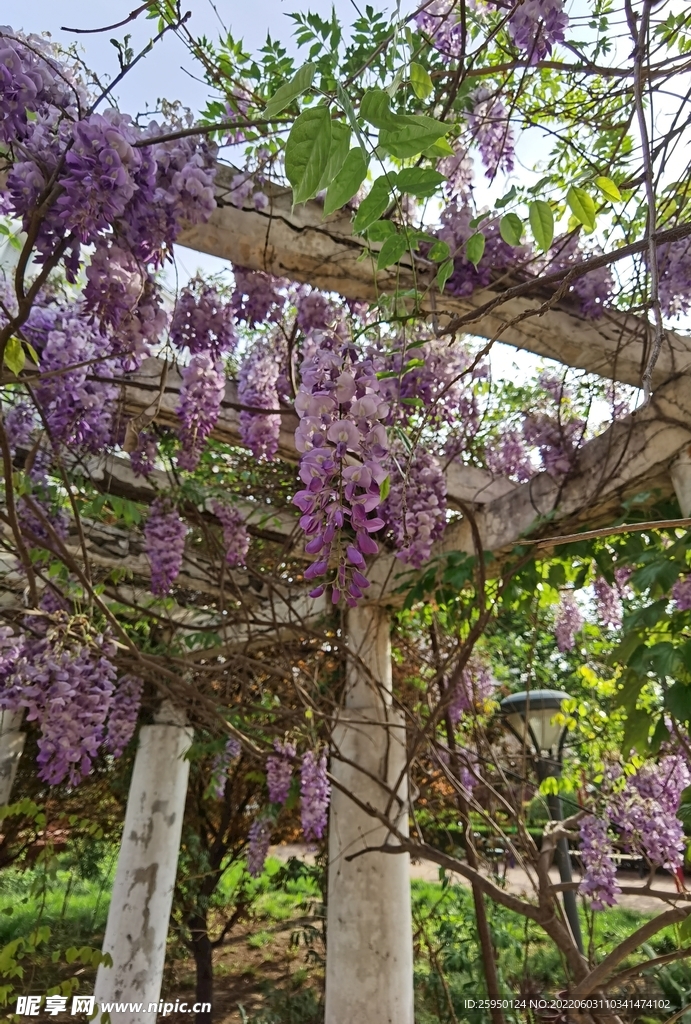 紫藤花