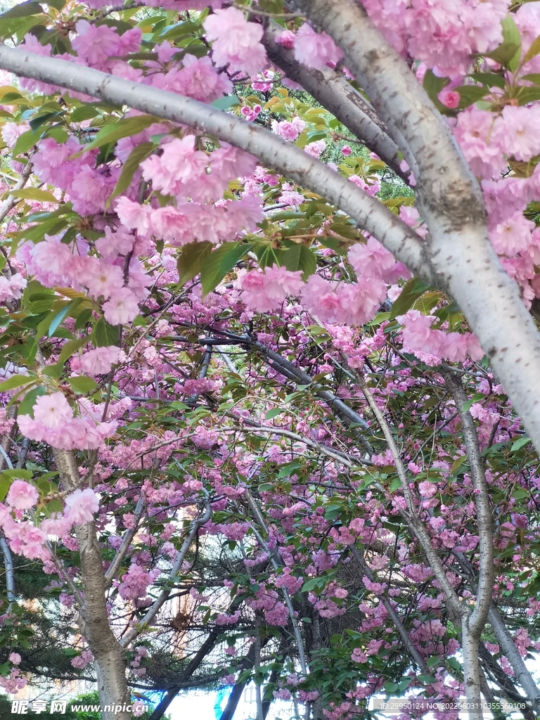 樱花 烂漫