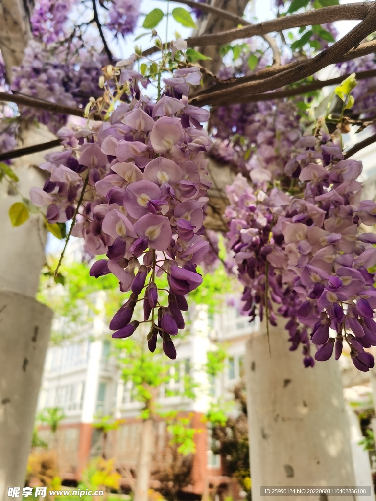 紫藤花