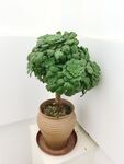 多肉花