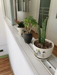 肉质植物
