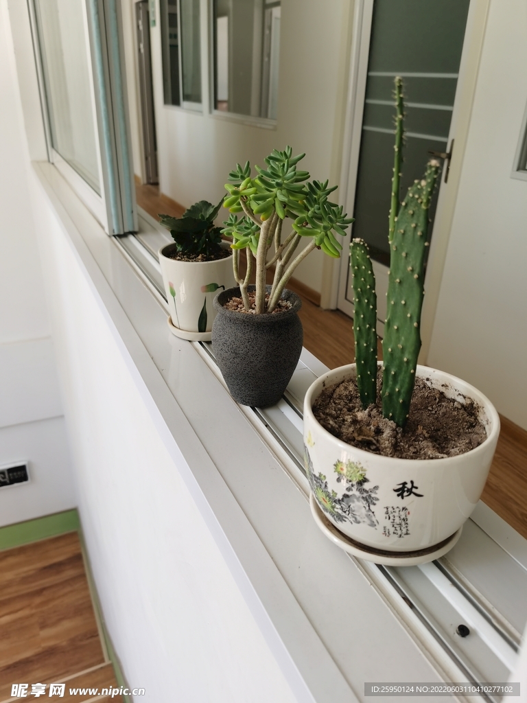 肉质植物