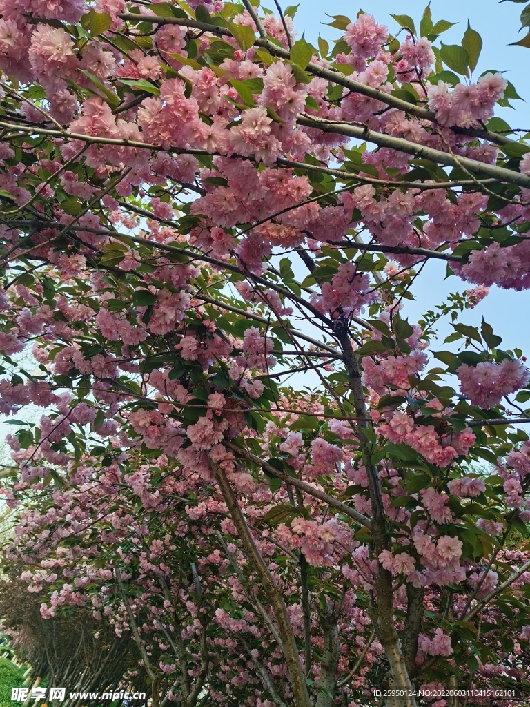 樱花 烂漫时