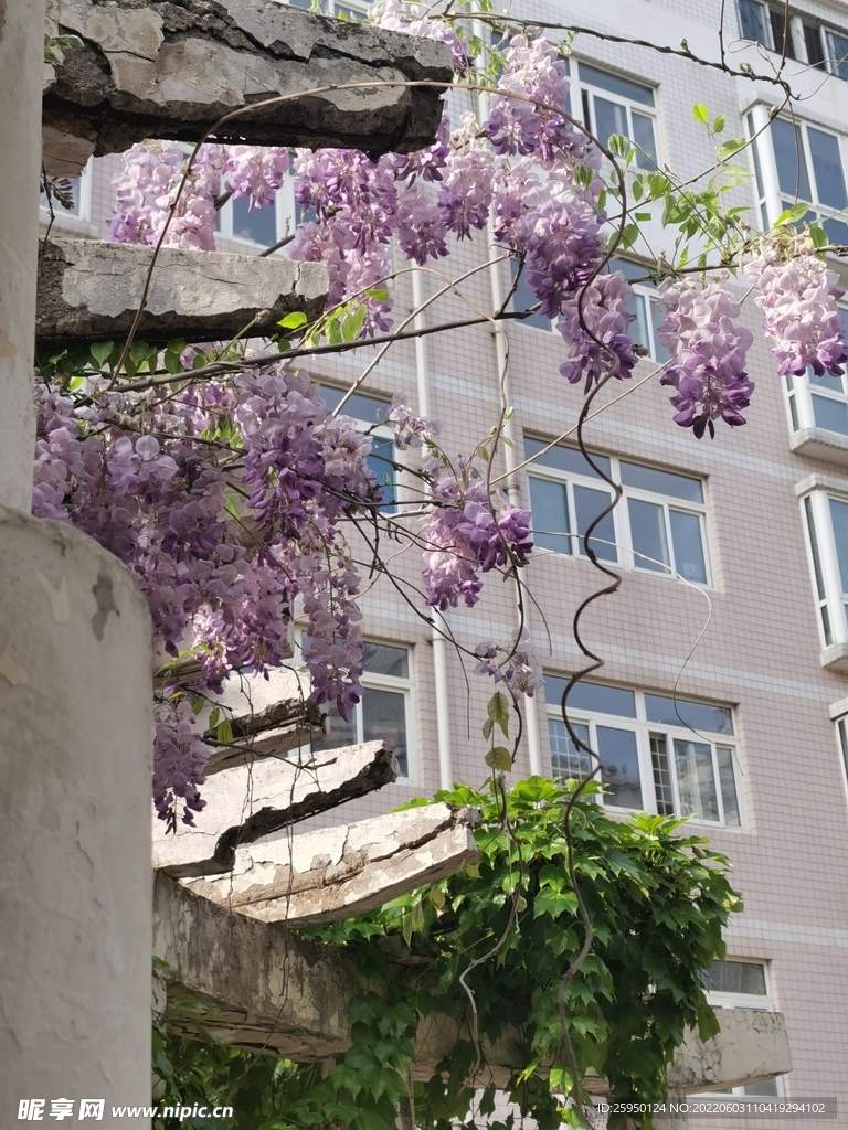 紫藤花