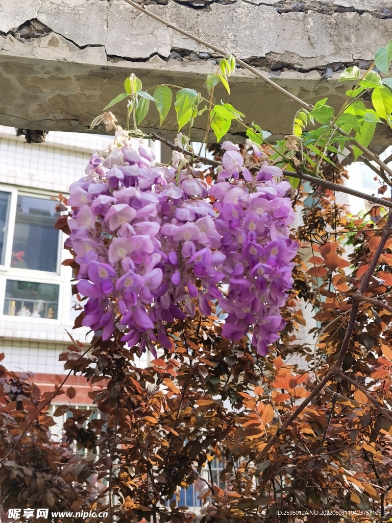 紫藤花
