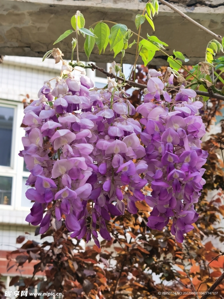 紫藤花