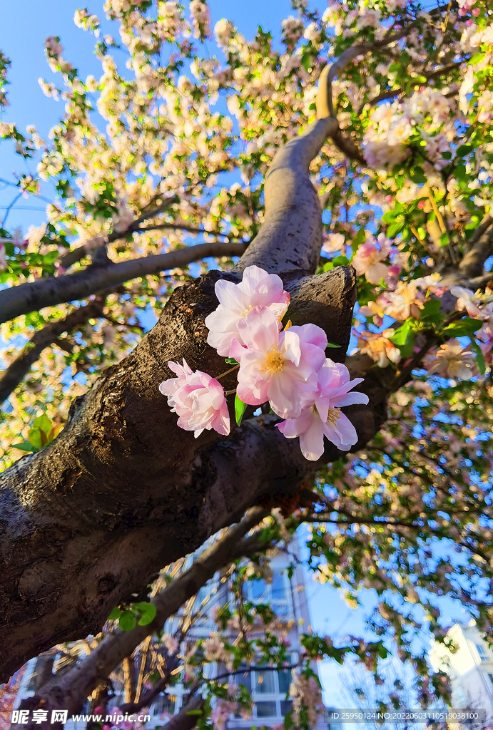 海棠花