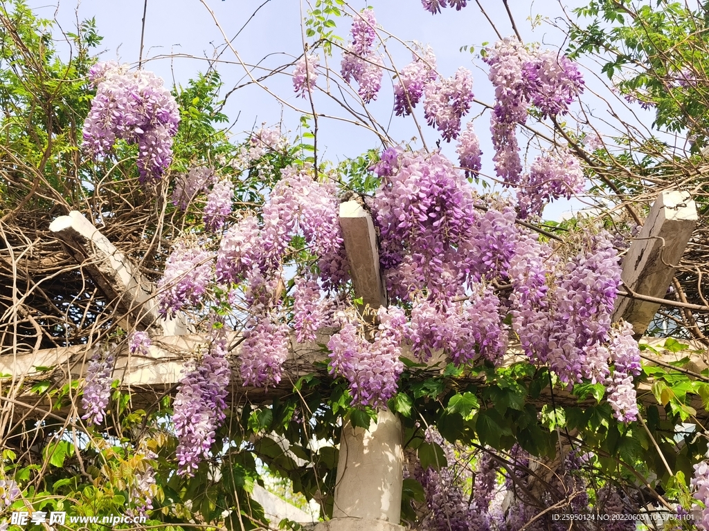 紫藤花