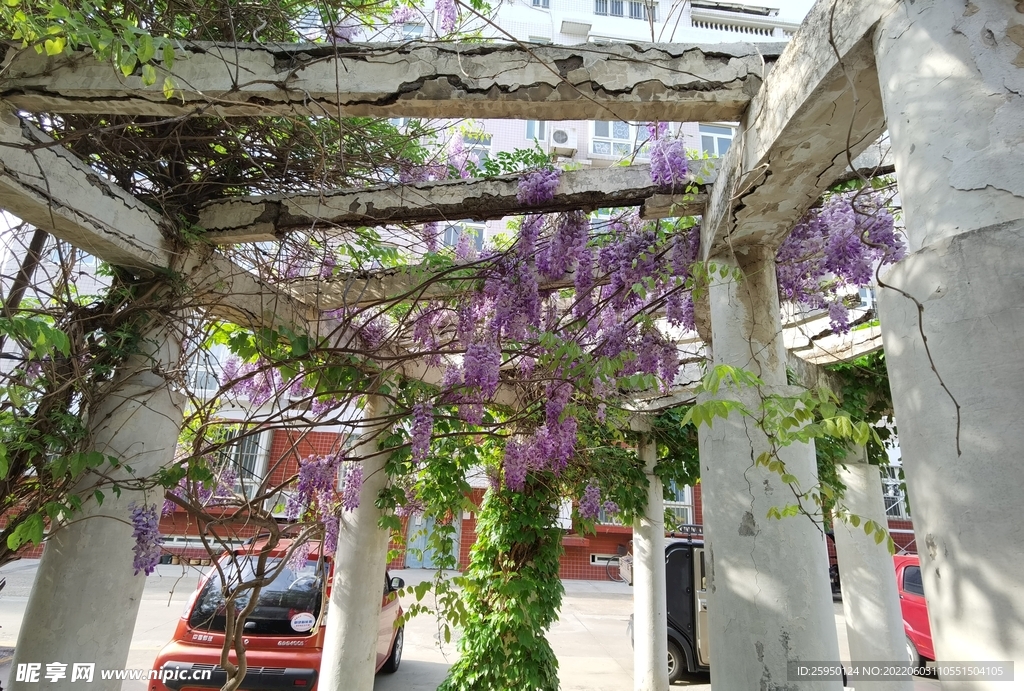 紫藤花