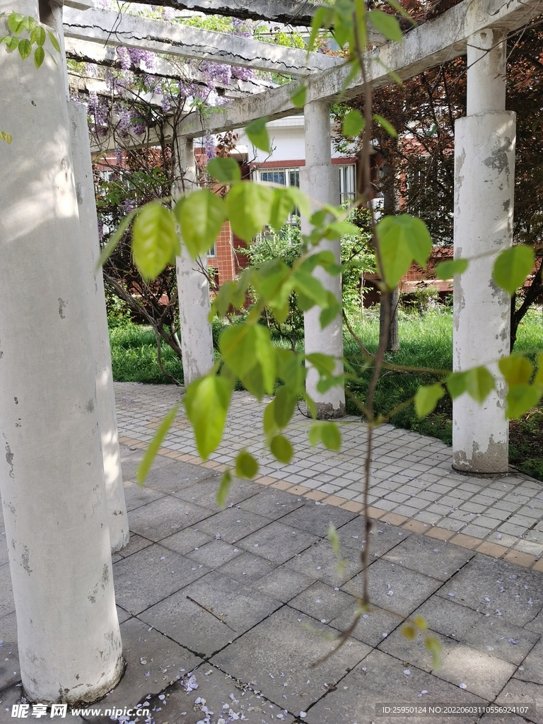 紫藤