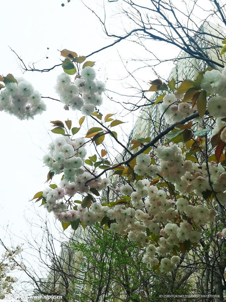 樱花