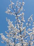 白色唯美蓝天下的樱花自然风光