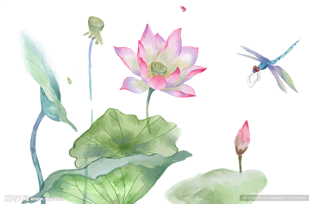 荷花