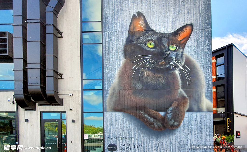 猫
