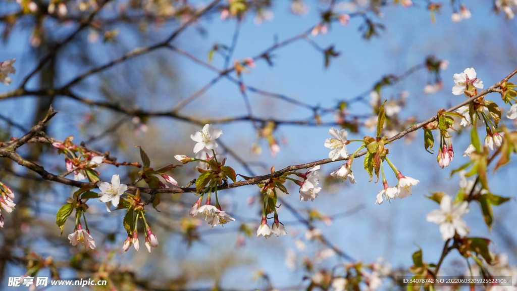 桃花