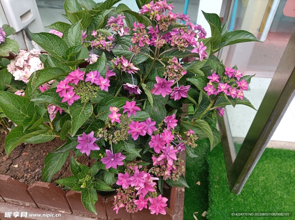 大花芦莉