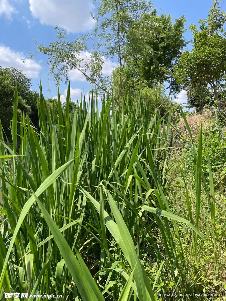 风景