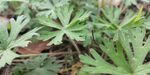 野外老鹳草