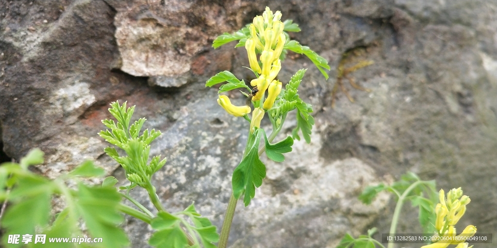 黄堇花