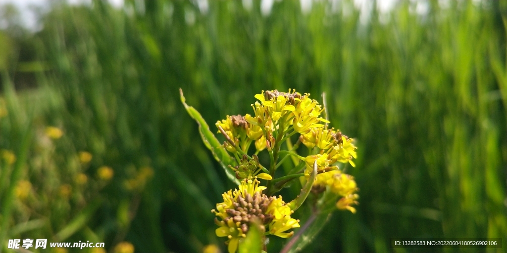 野外蔊菜花图片