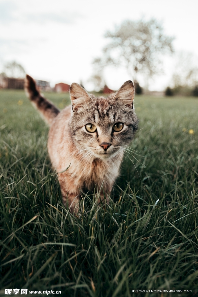 猫