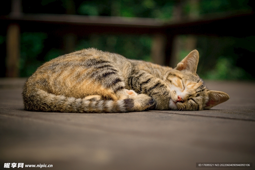 猫