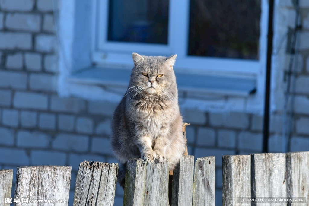 猫