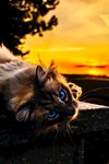 猫
