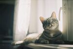 猫