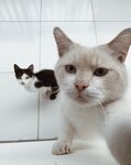 猫