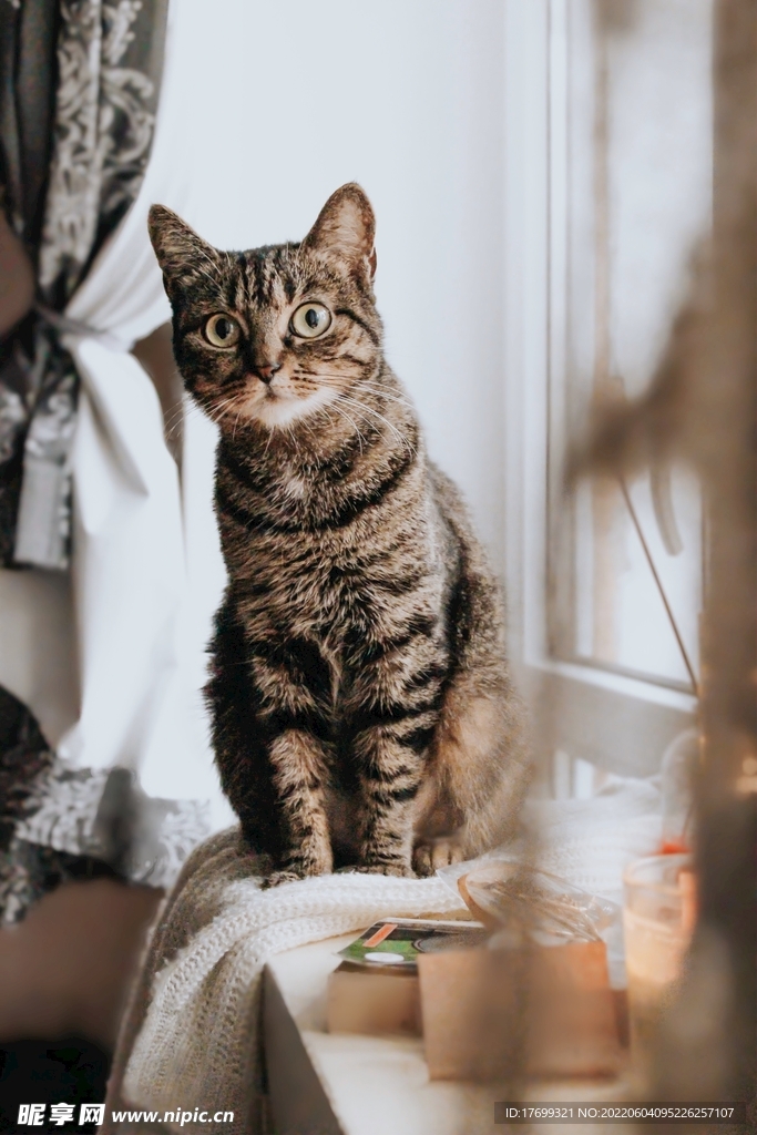 猫