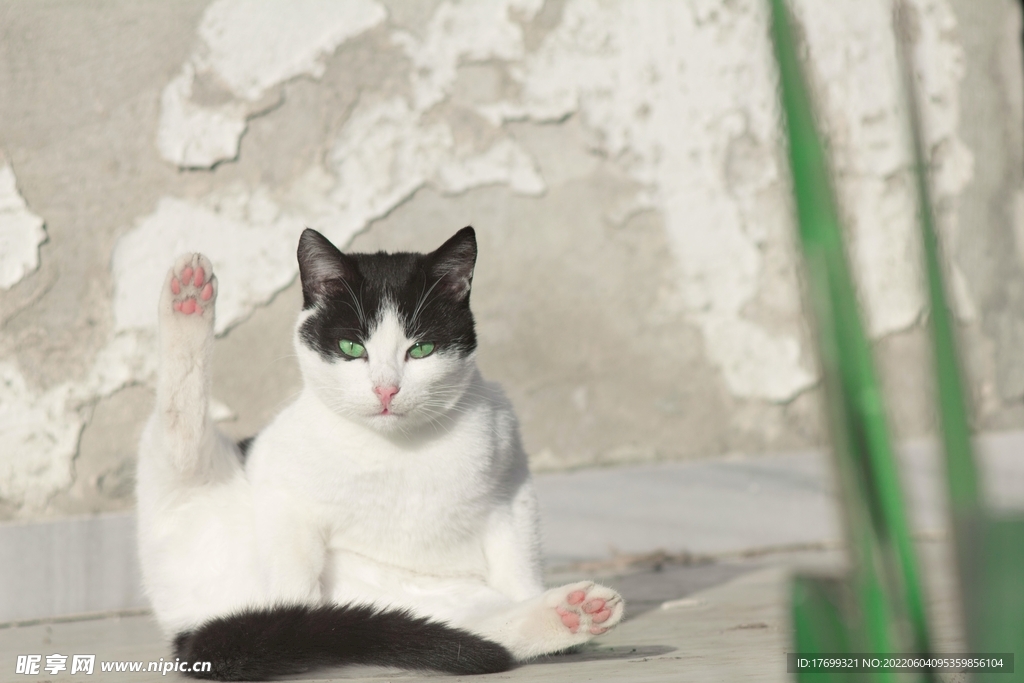 猫