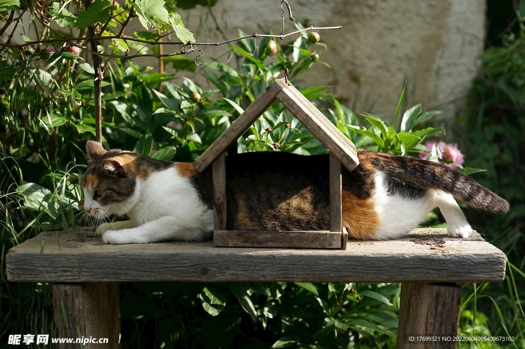 猫