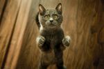 站立猫