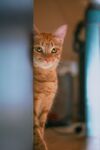 偷窥的猫