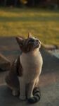 猫