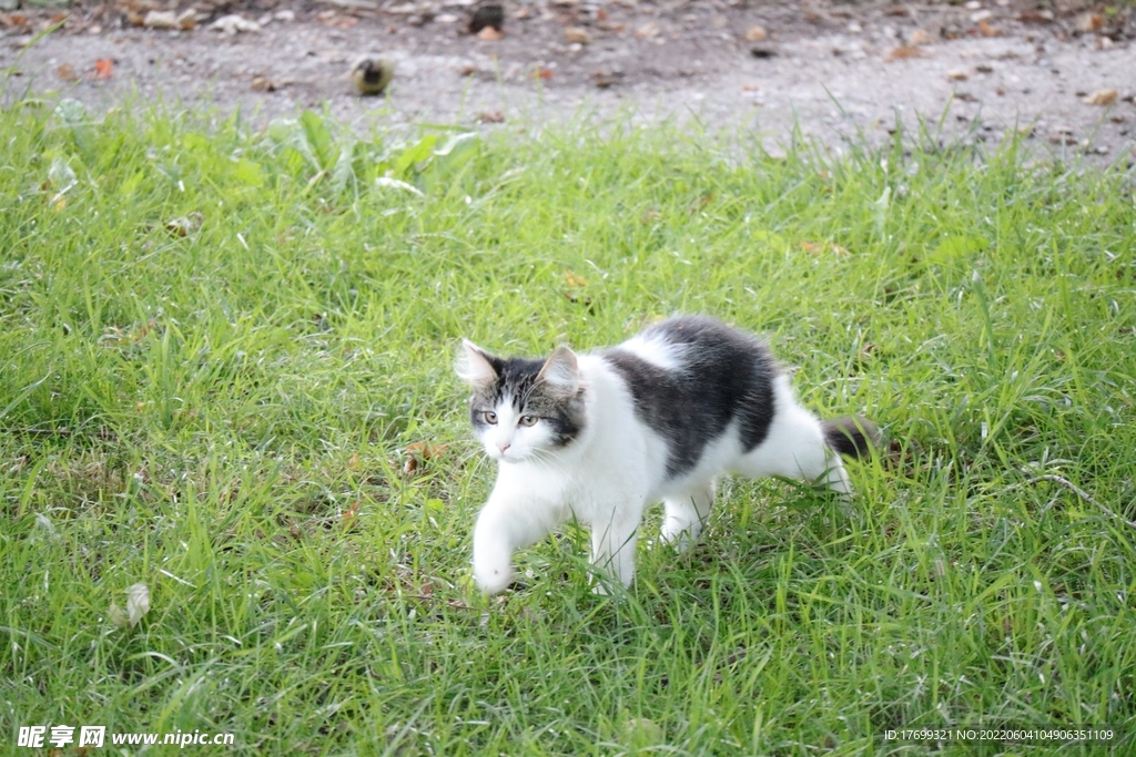猫
