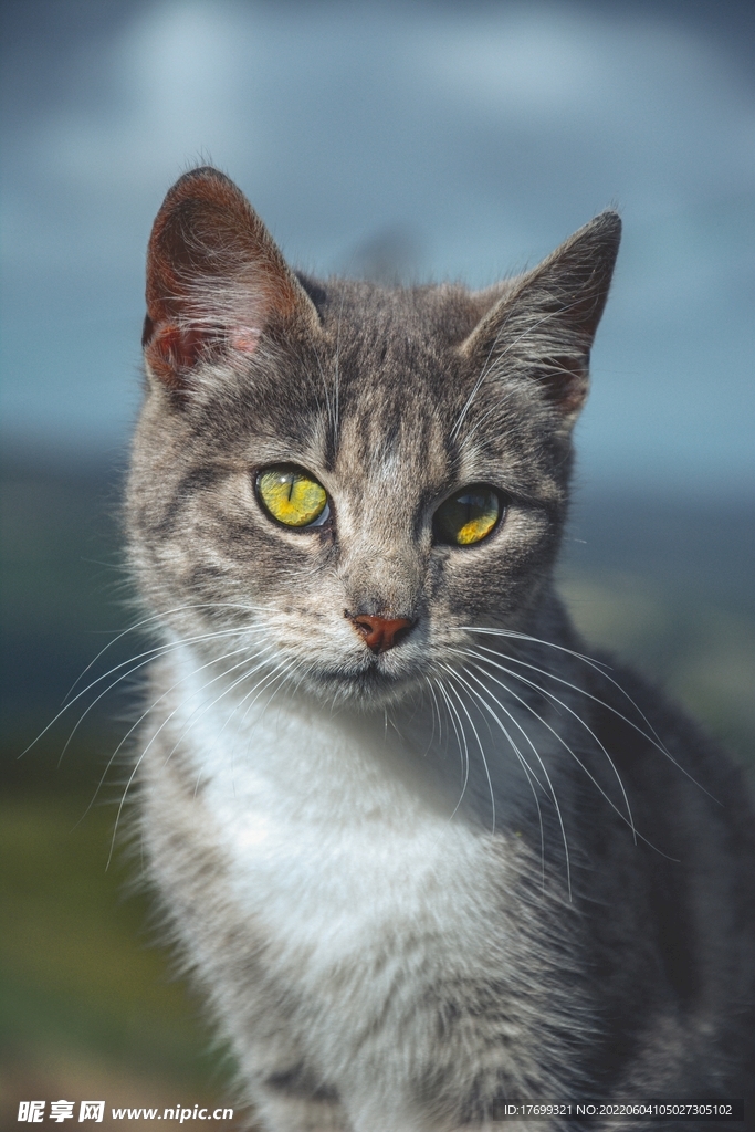 猫