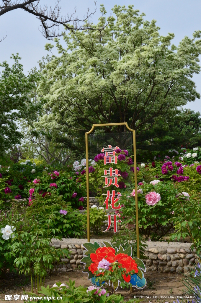牡丹花 