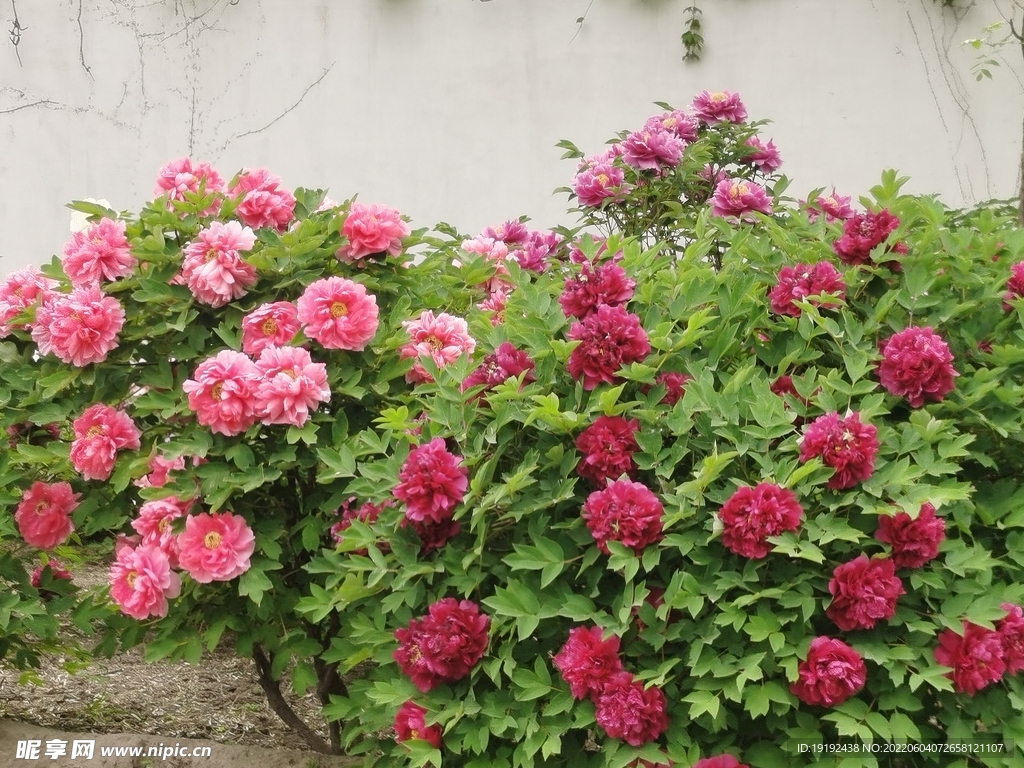 牡丹花 