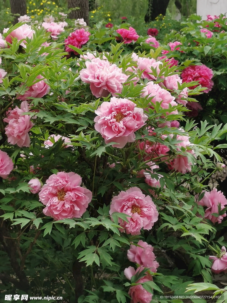 牡丹花 