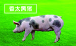 香太黑猪