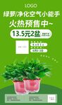 绿萝
