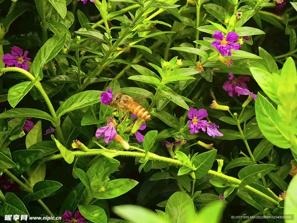 花丛中蜜蜂