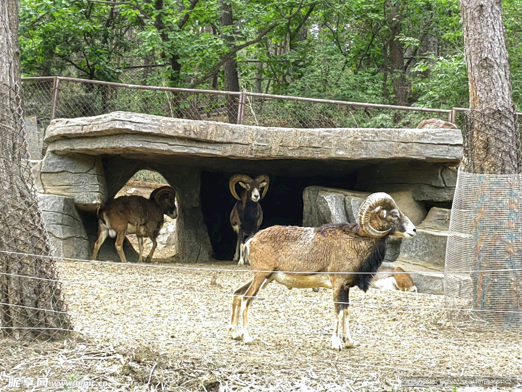 森林动物园 羊