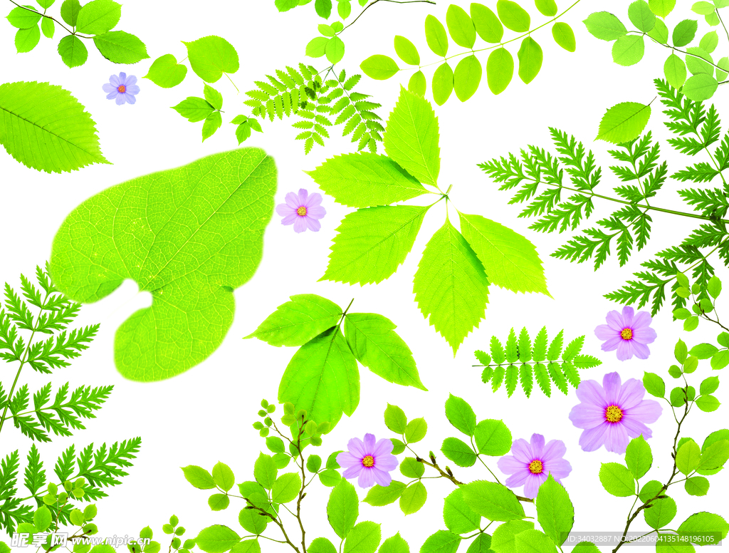 绿叶鲜花