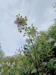 一枝独秀
