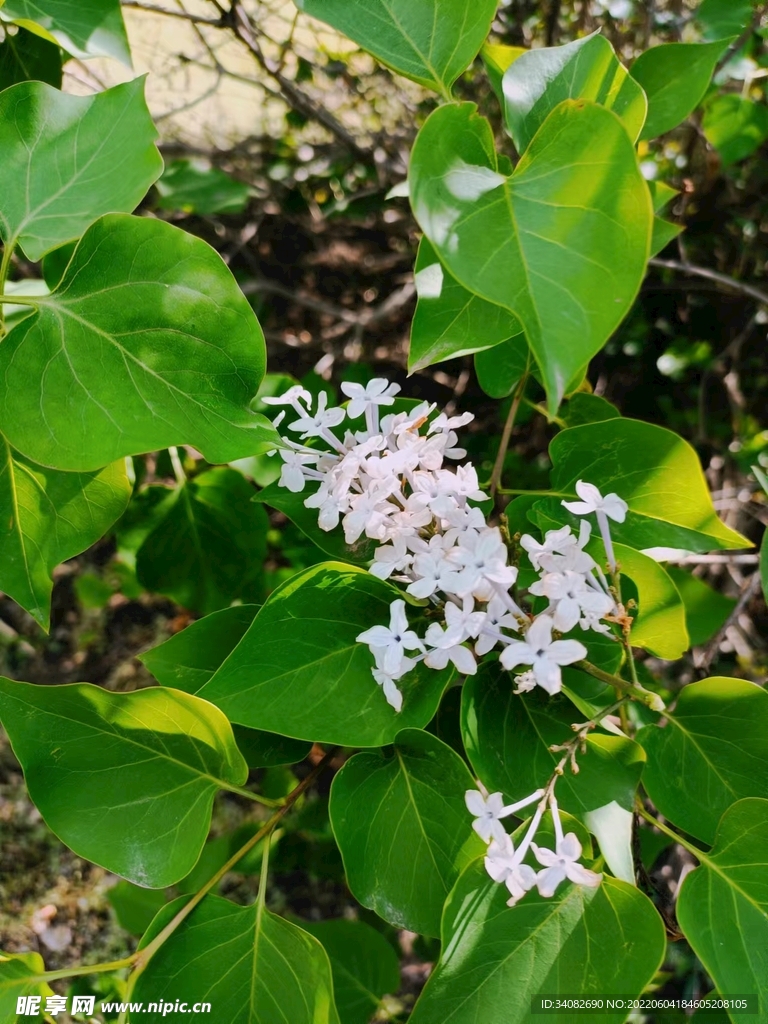 花气袭人紫丁香