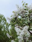 丁香花