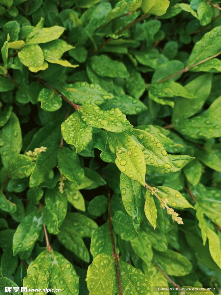 雨露晶莹润新绿